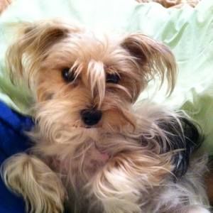 Meet your Posher, Dana